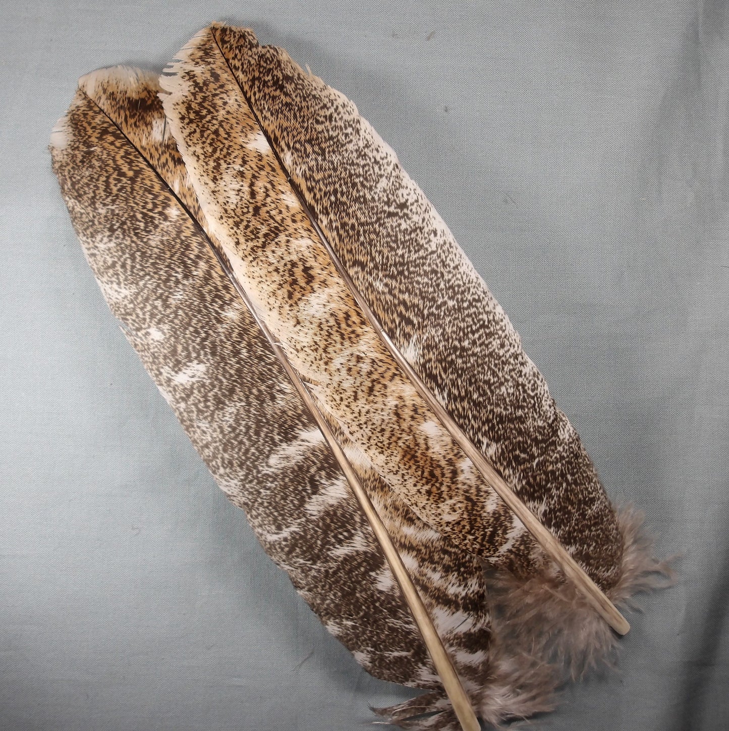 #1 Oak Mottled Turkey Wing Quills