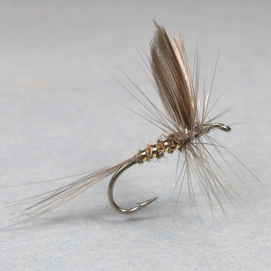 Gold Rib Hare Ear ( Dun)