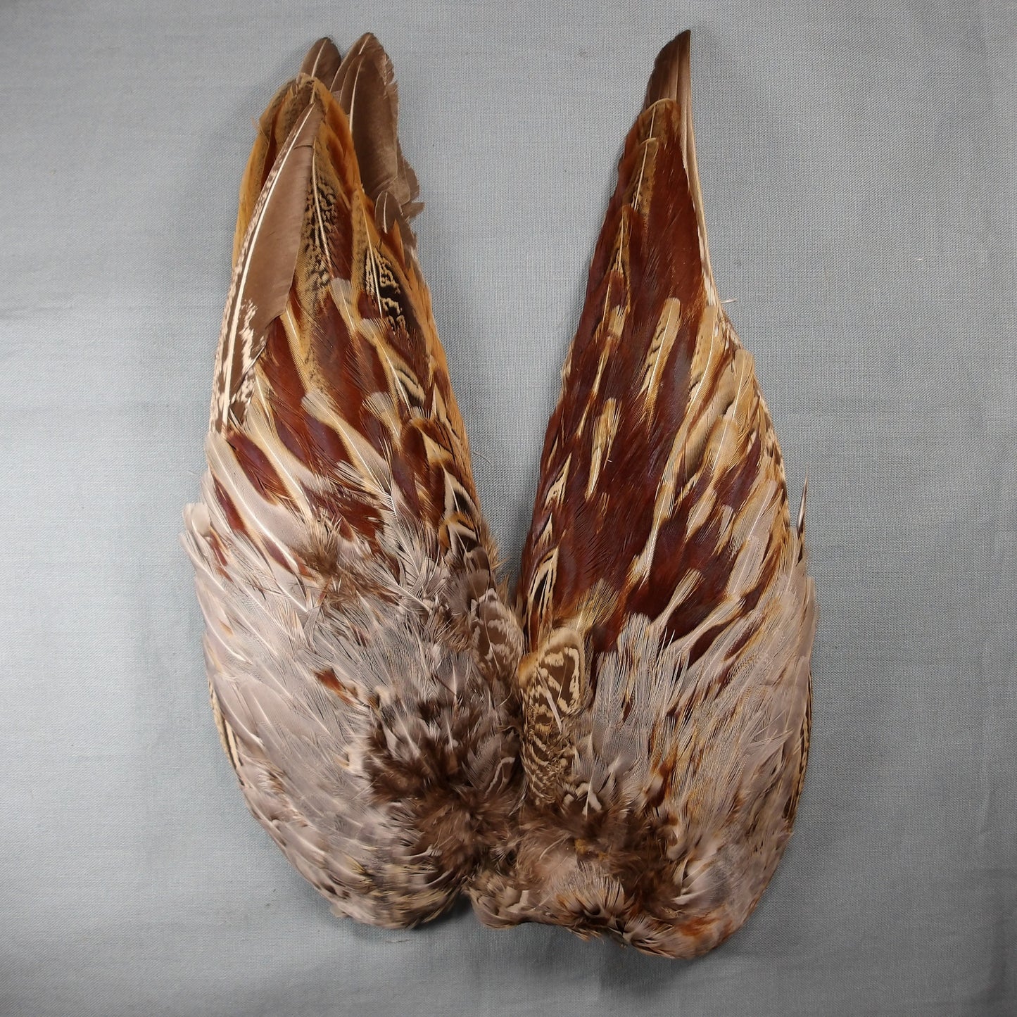 Cock Pheasant Wings