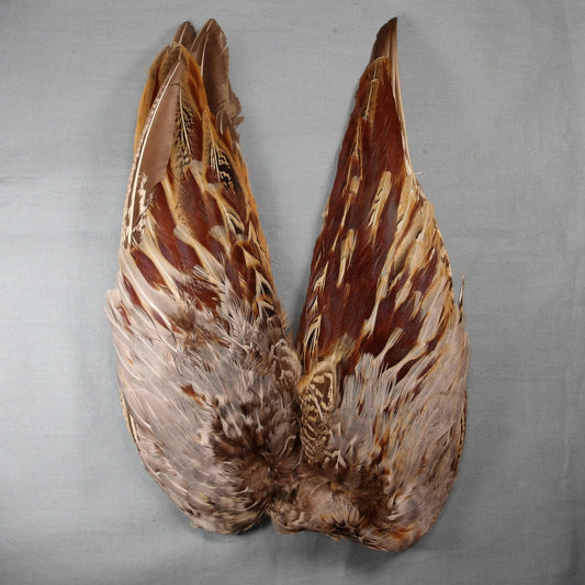 Cock Pheasant Wings