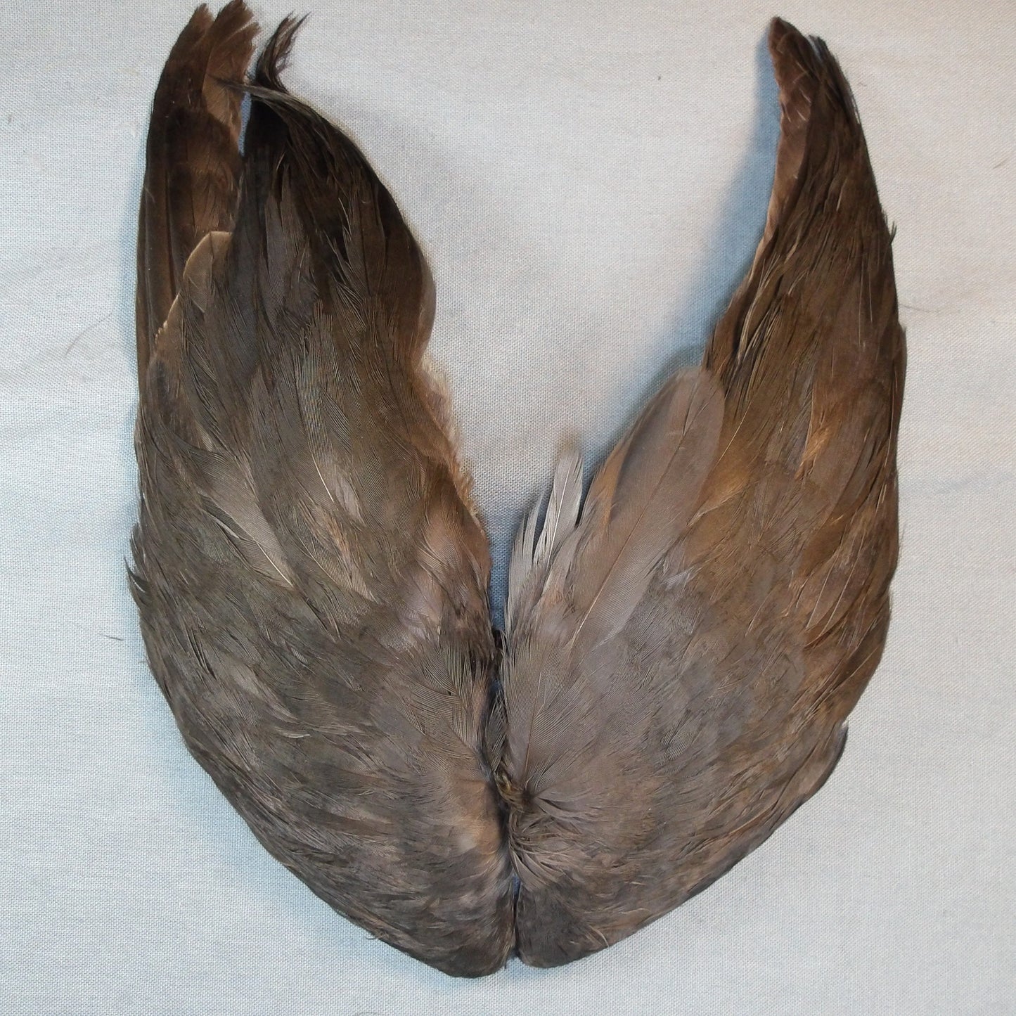 Coot Wings from Veniard