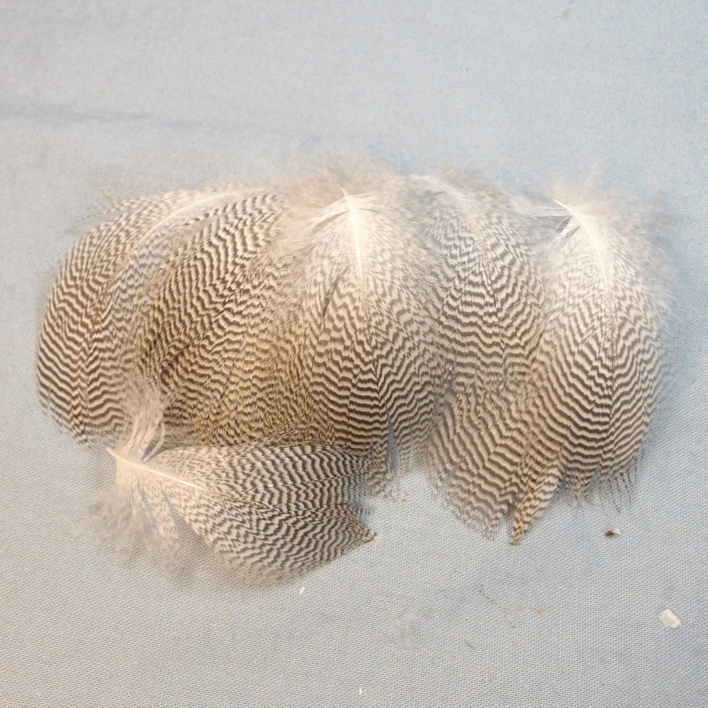 Pintail Duck Flank Feathers