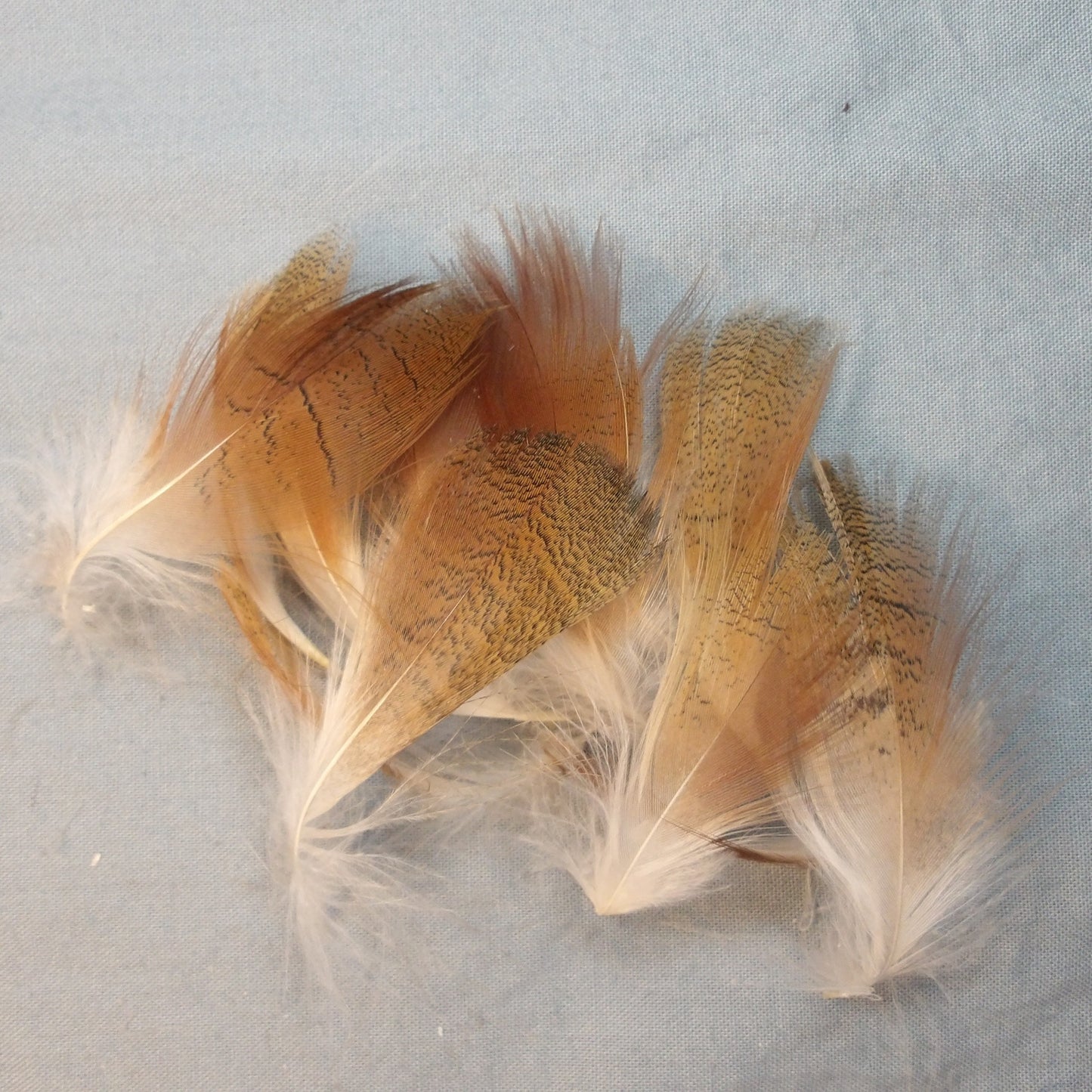 Shoveler Duck Flank Feathers