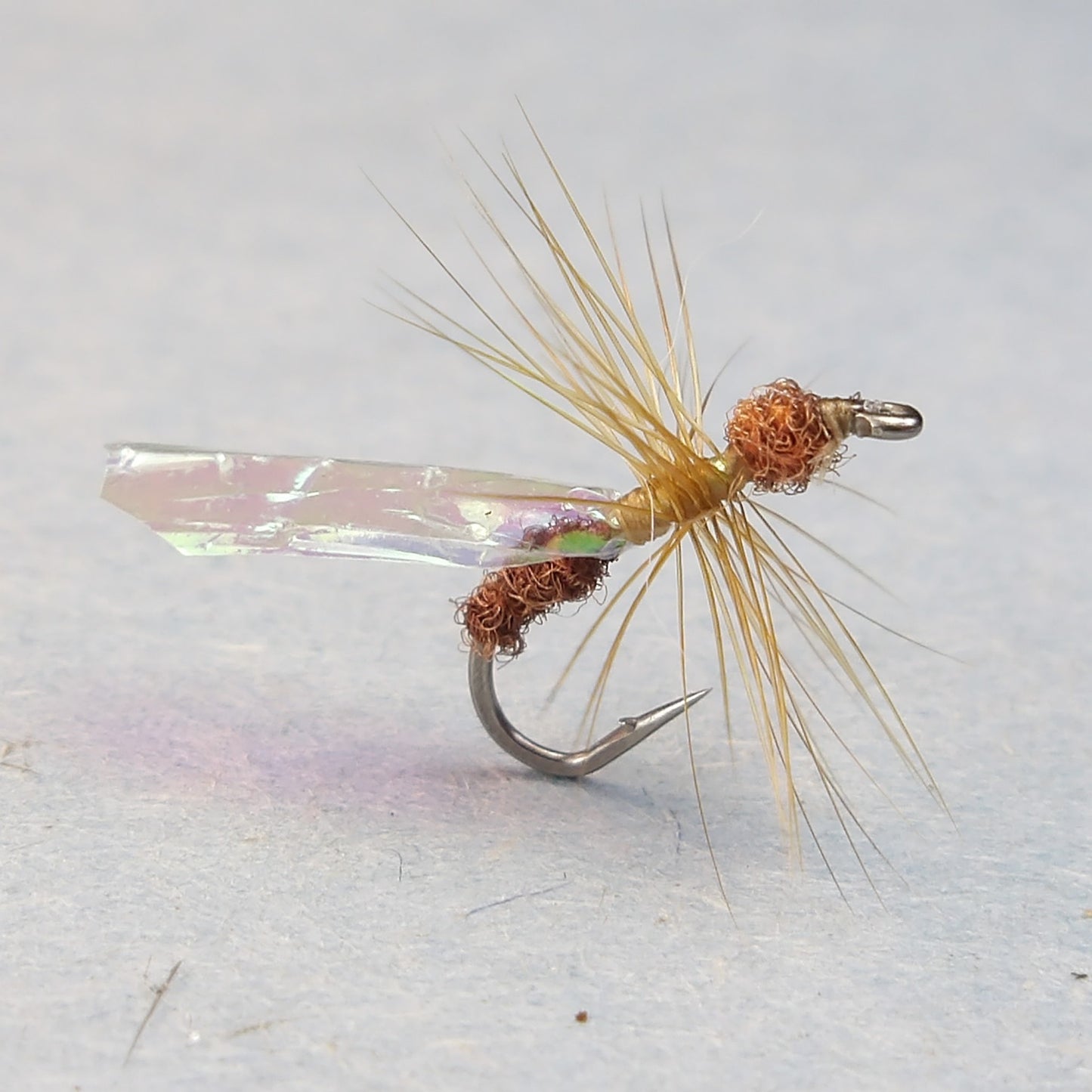 Flying Cinnamon Ant