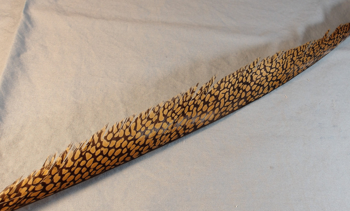 Golden Pheasant Center Tail FlyWaxx