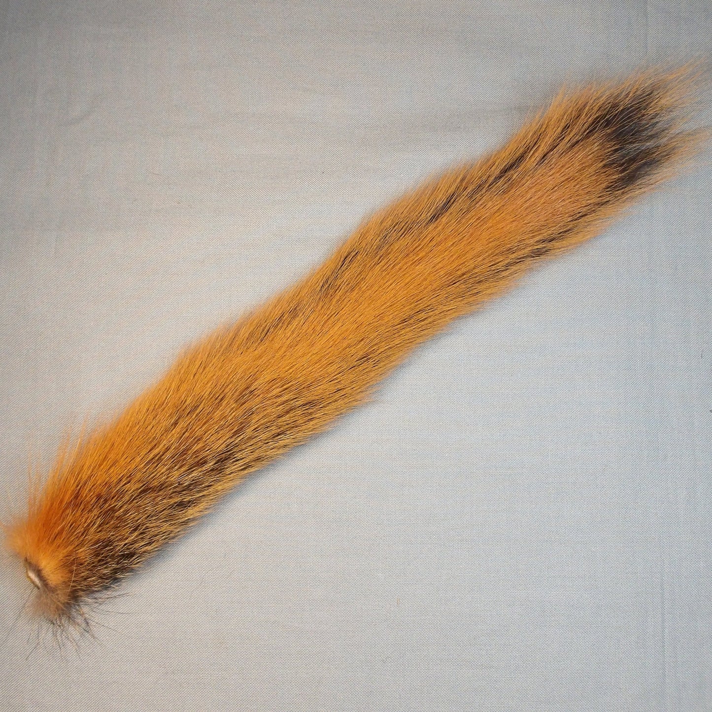 Fox Squirrel Tail