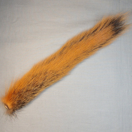 Fox Squirrel Tail