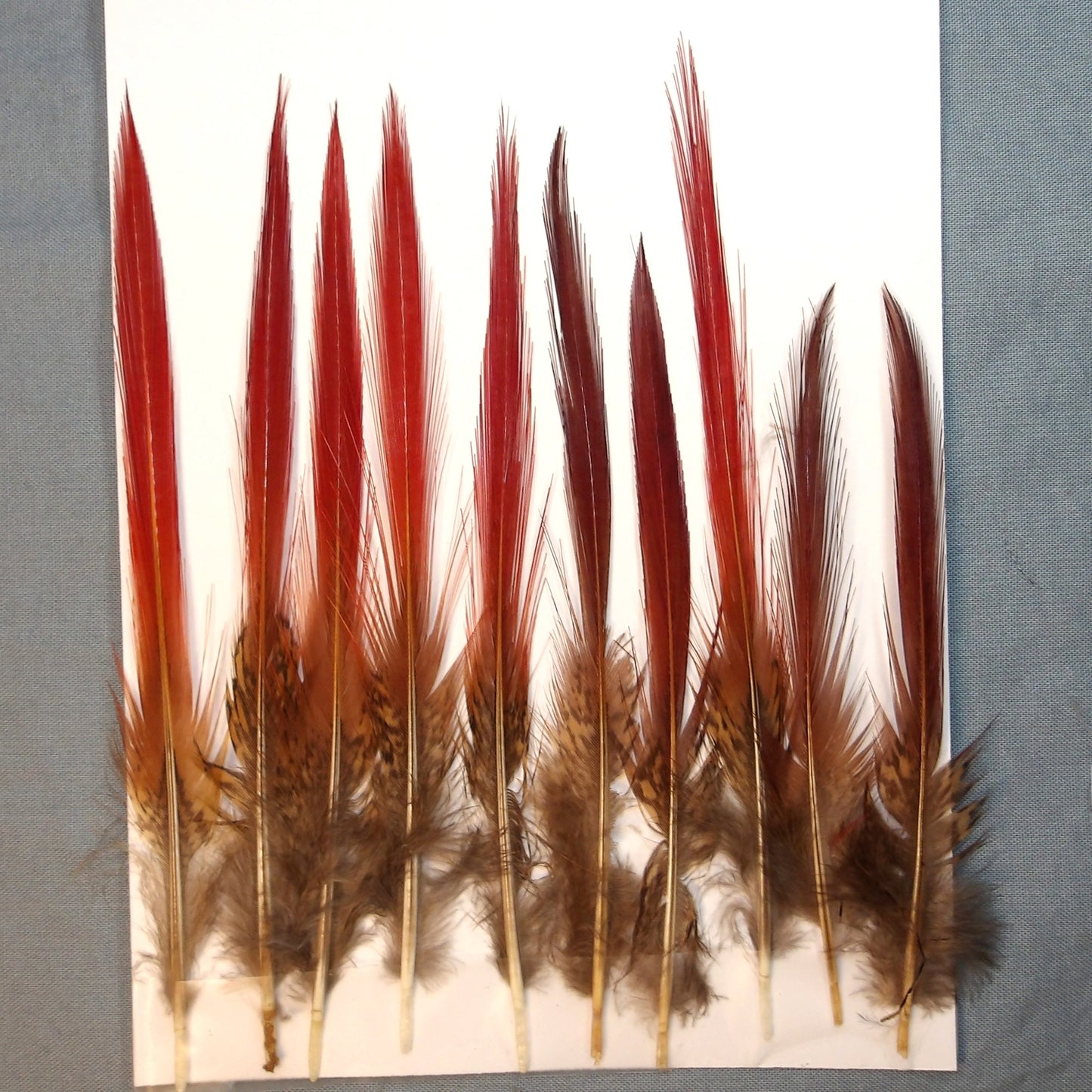 Golden Pheasant Spears FlyWaxx