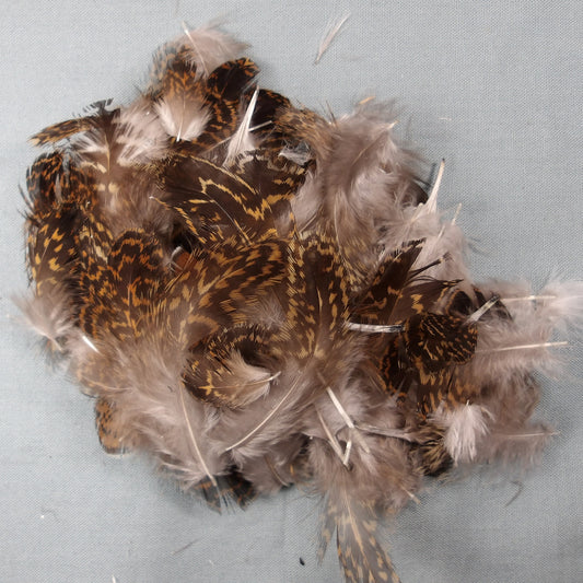 Grouse Body Plumage