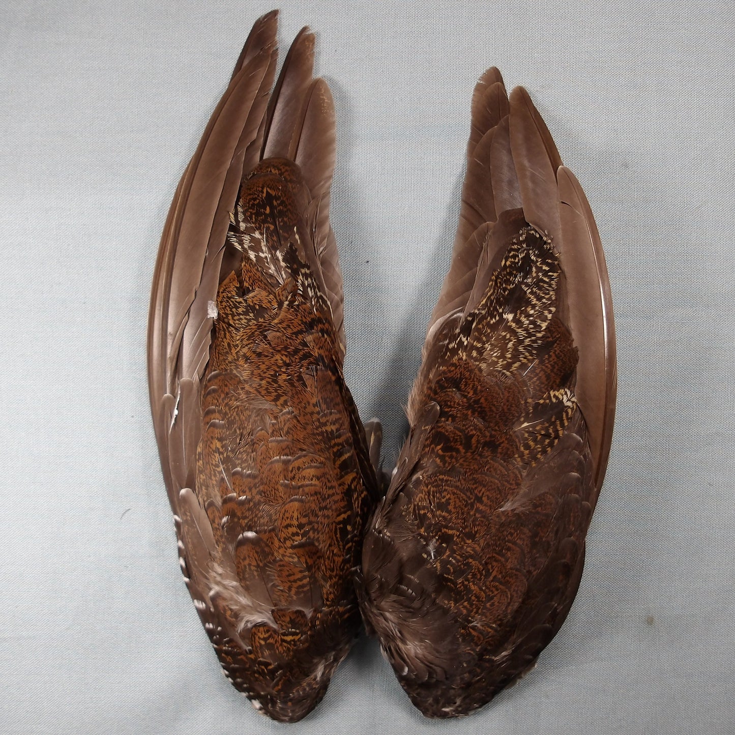 Grouse Wings