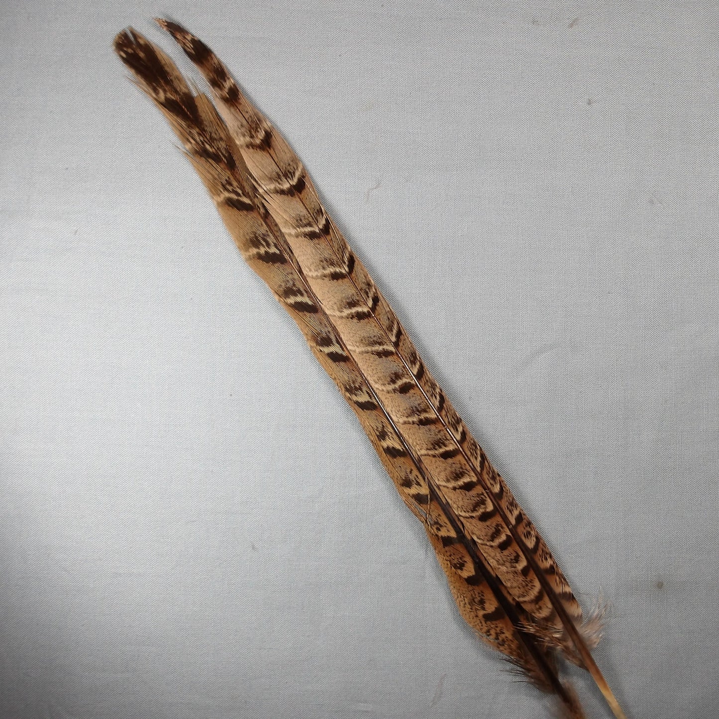 Hen Pheasant Center Tails