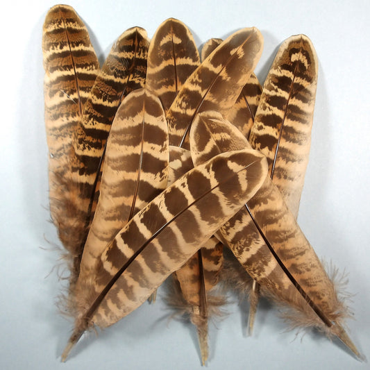 Hen Pheasant Wing Quills