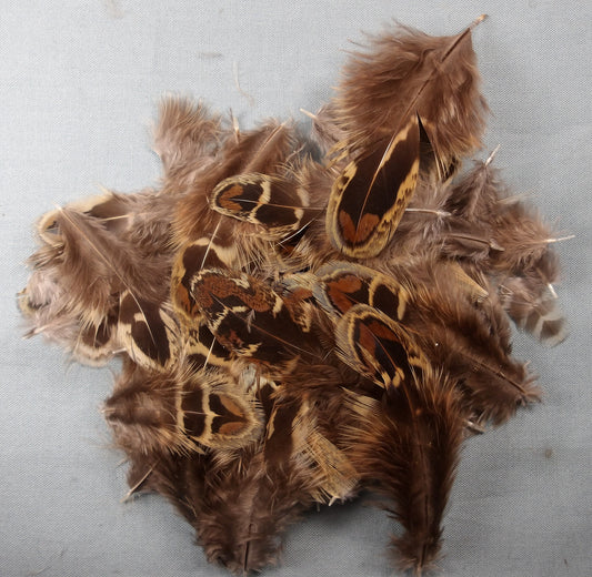 Hen Pheasant Shoulder Plumage