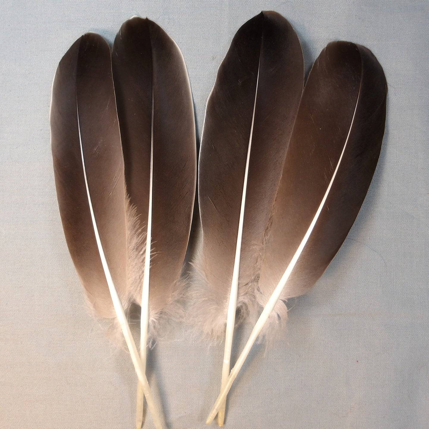Goose Wing Mid Quills