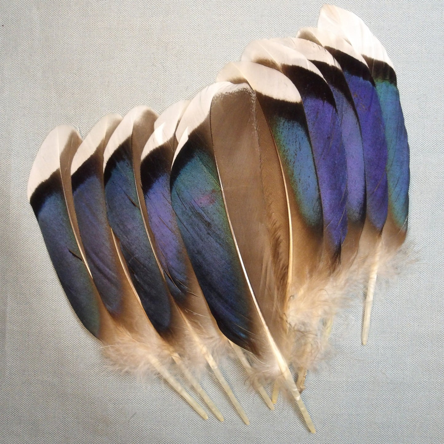 McGinty Mallard Quills