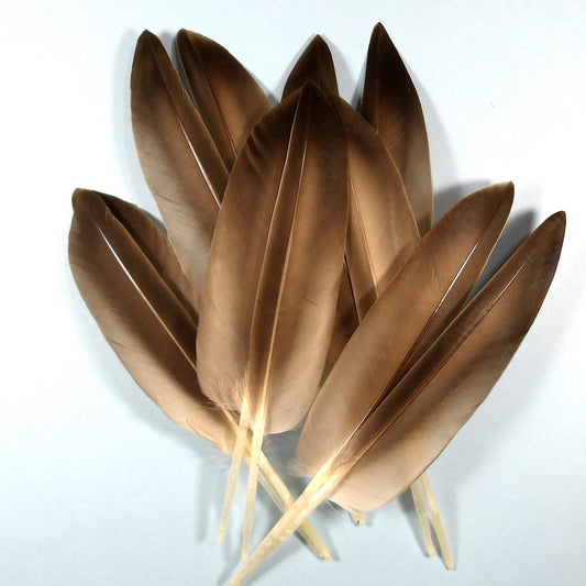 Mallard Mid Wing Quills