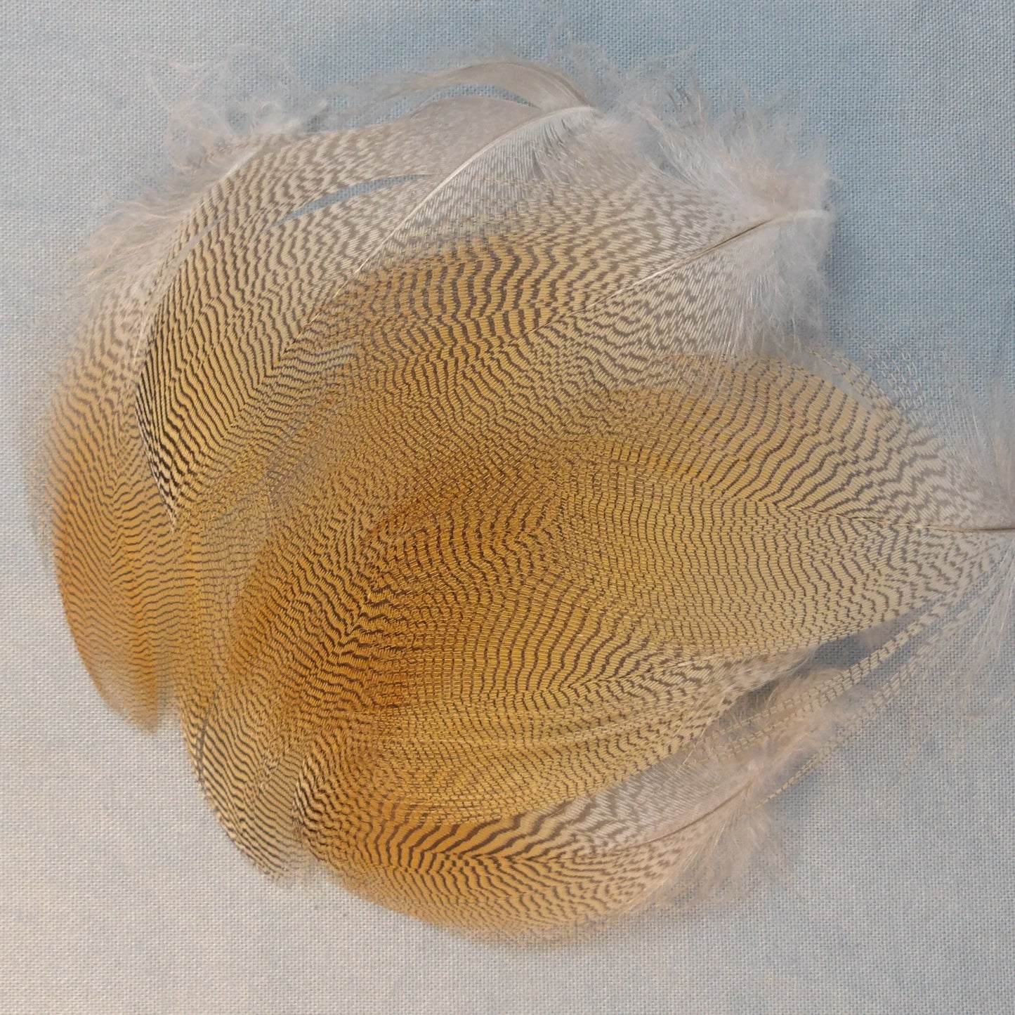 Mandarin Duck Flank Feathers