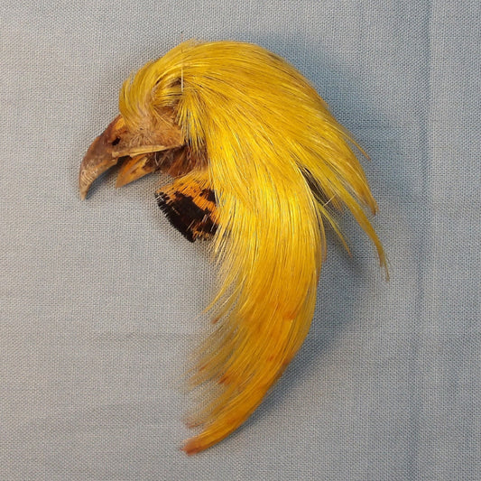 Golden Pheasant Crest