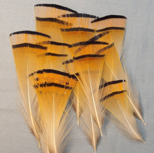 Golden Pheasant Tippet