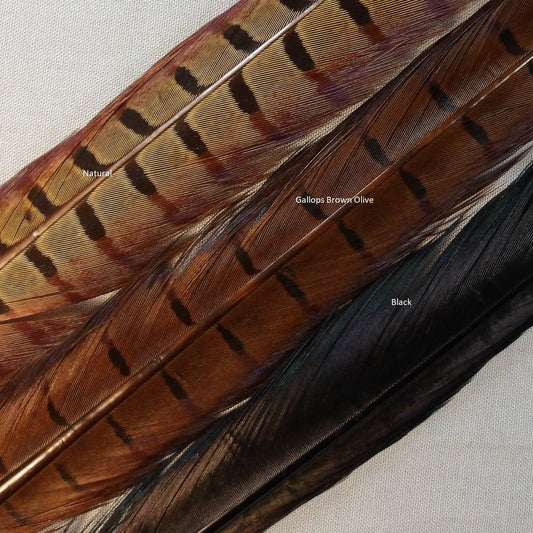 Ringneck Pheasant Center Tail