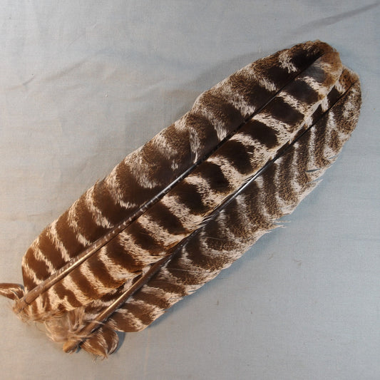 Natures Spirit Select Ozark Barred Turkey Quills