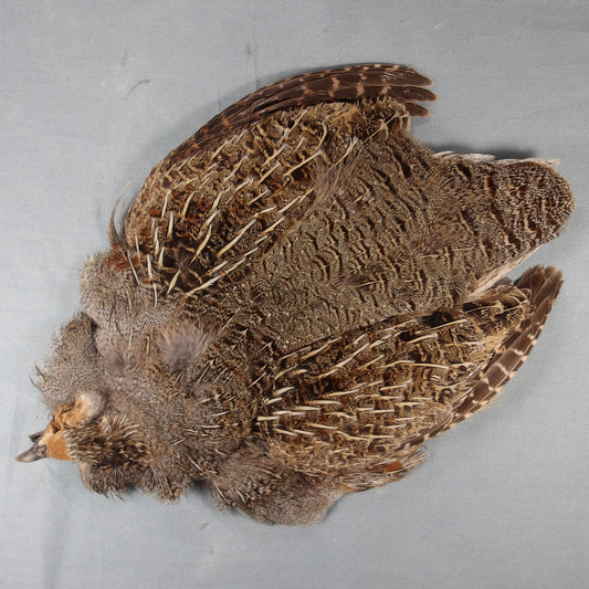 Hungarian Partridge Skin