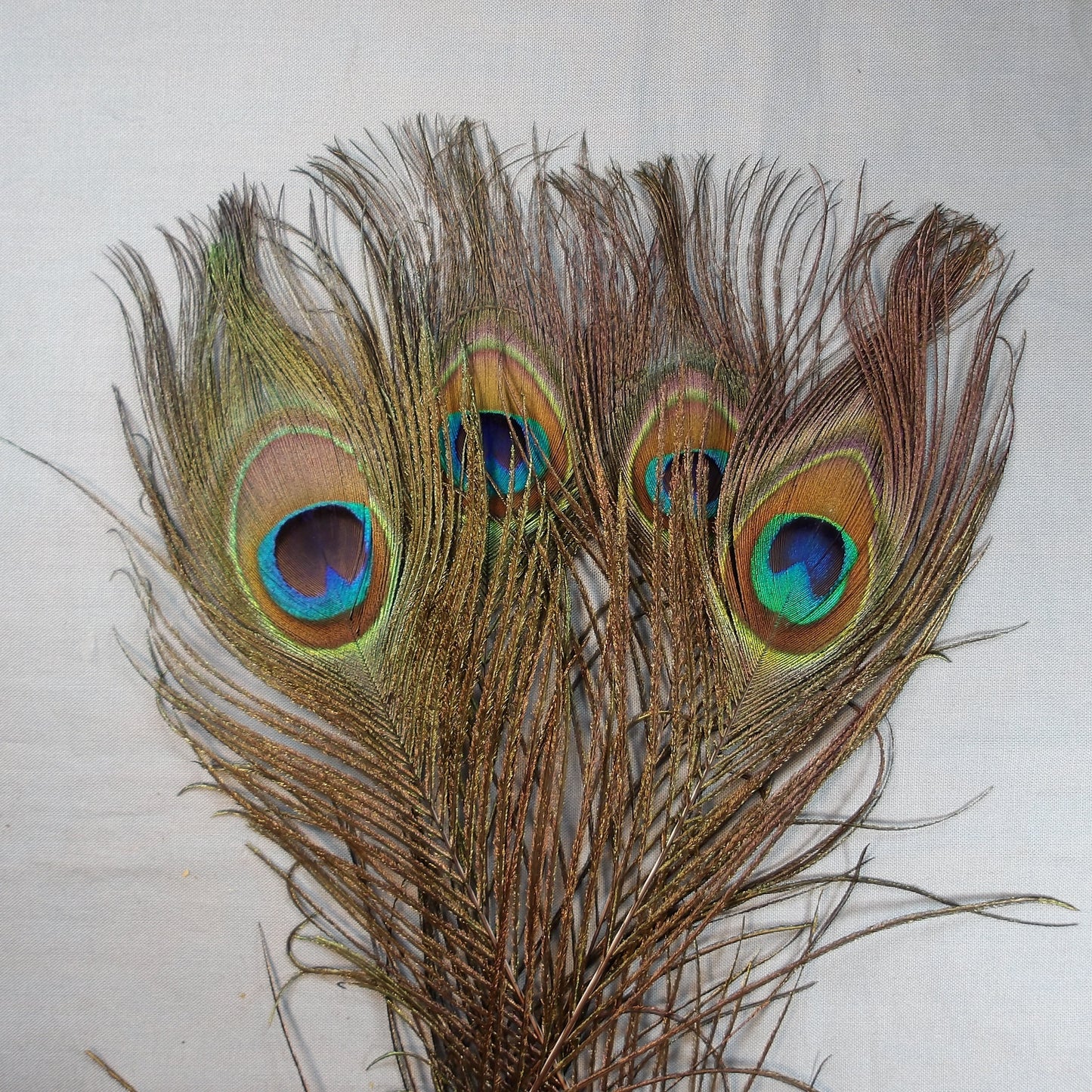 Peacock Eye Sticks
