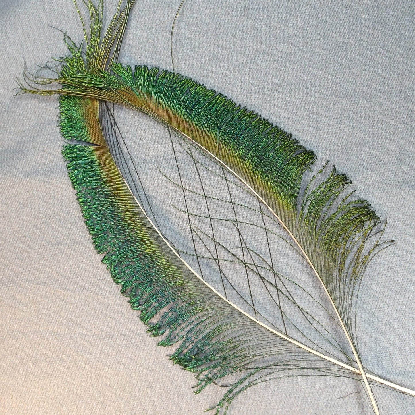 Peacock Sword Tails Veniard