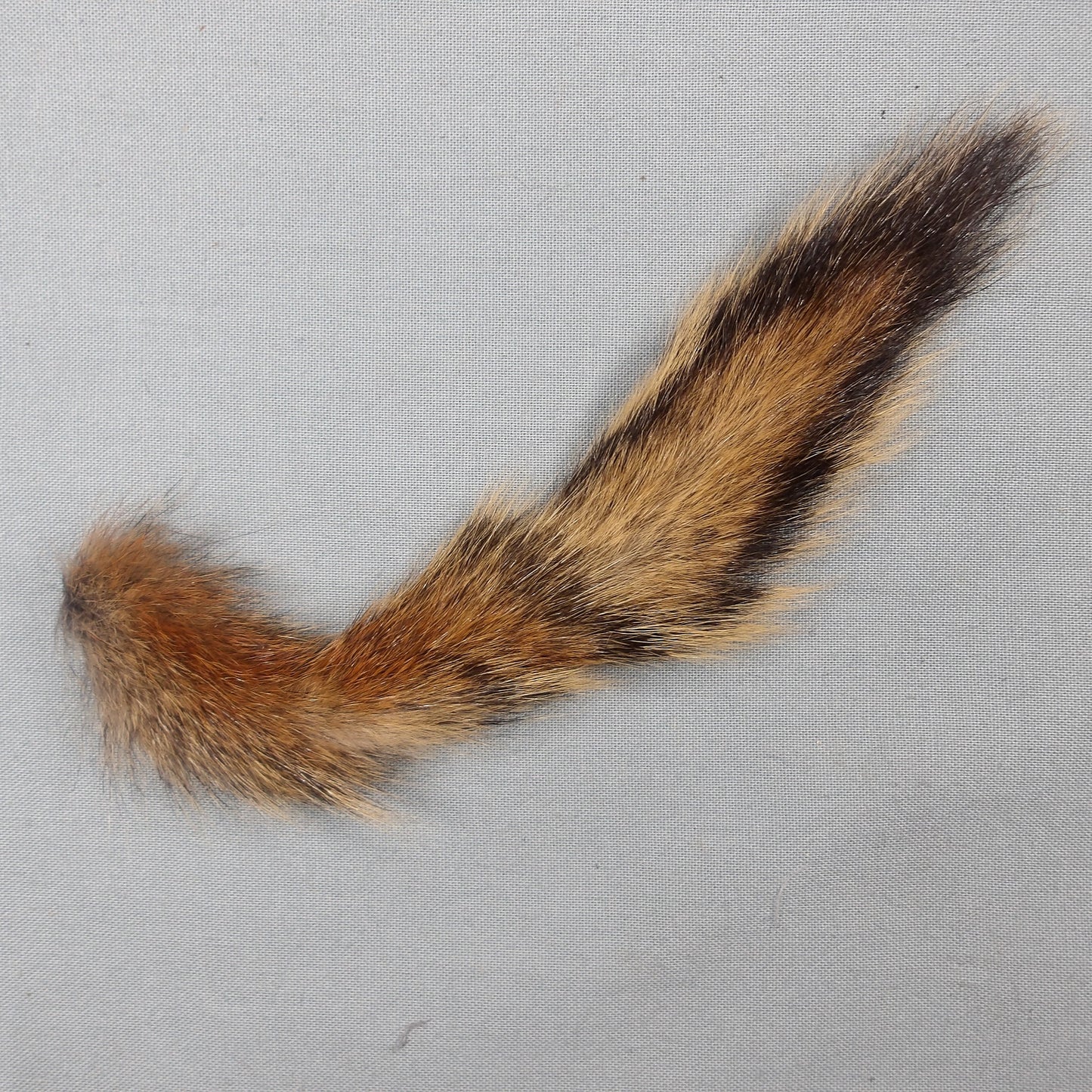 Pine Squirrel Tail