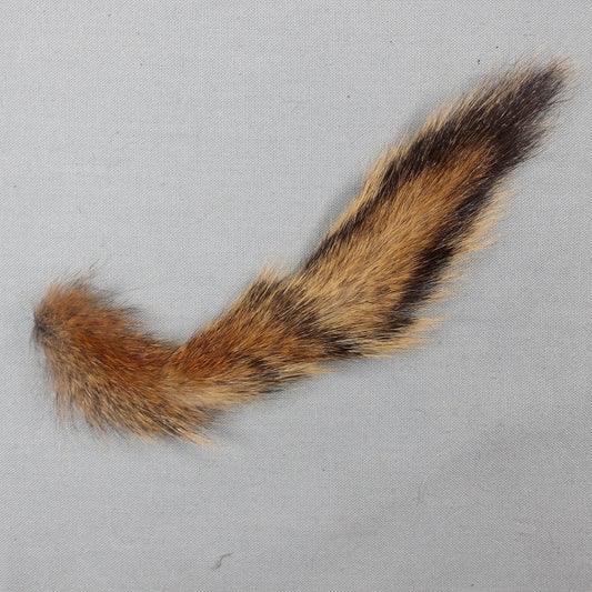 Pine Squirrel Tail
