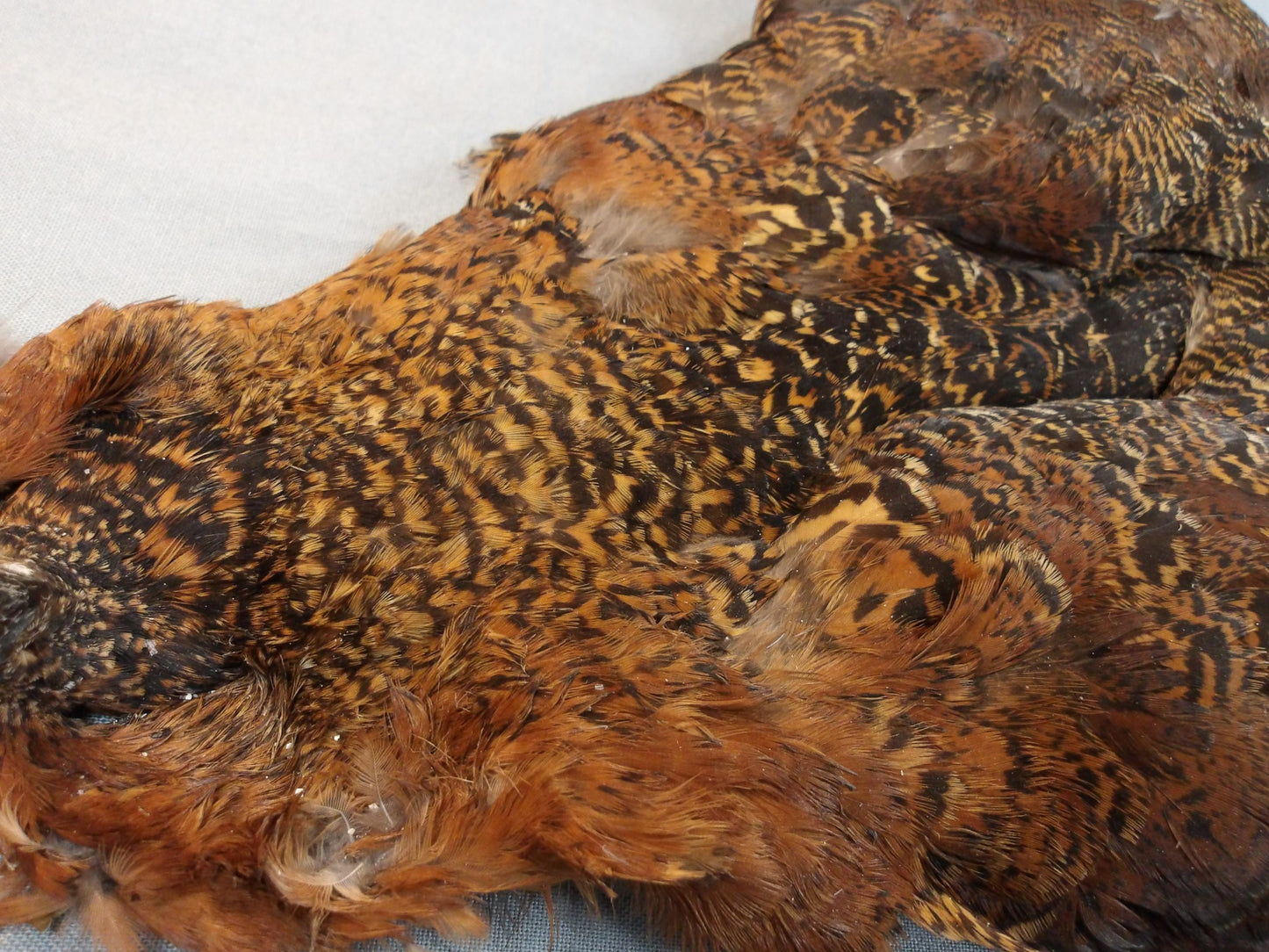European Red Grouse