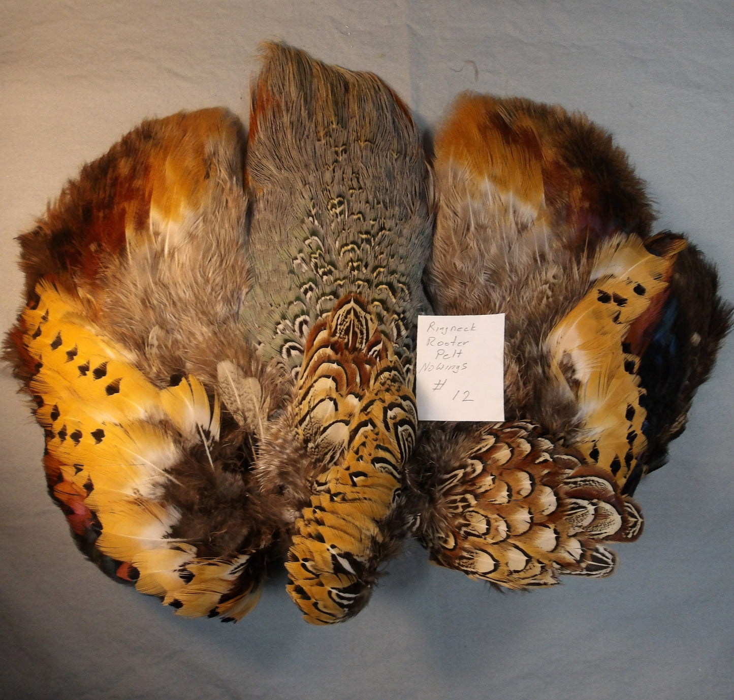 Ringneck Pheasant Pelt #12