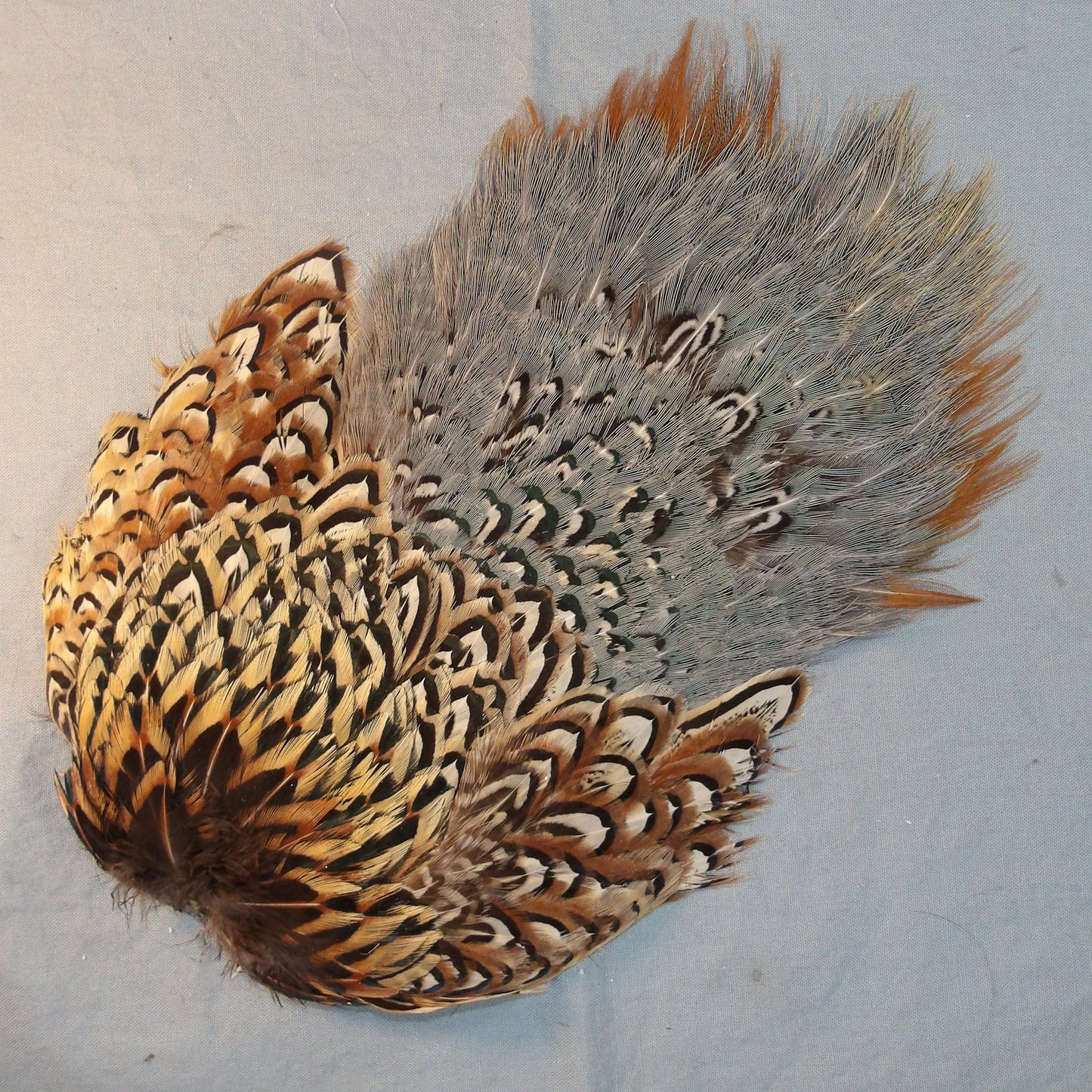 Ringneck Saddle and Rump