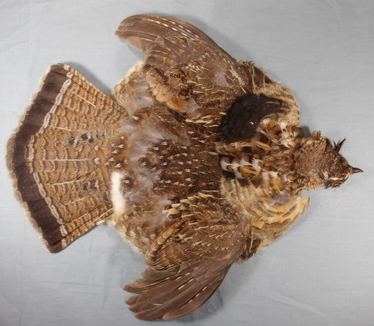 Ruffed Grouse Skin Natural Red