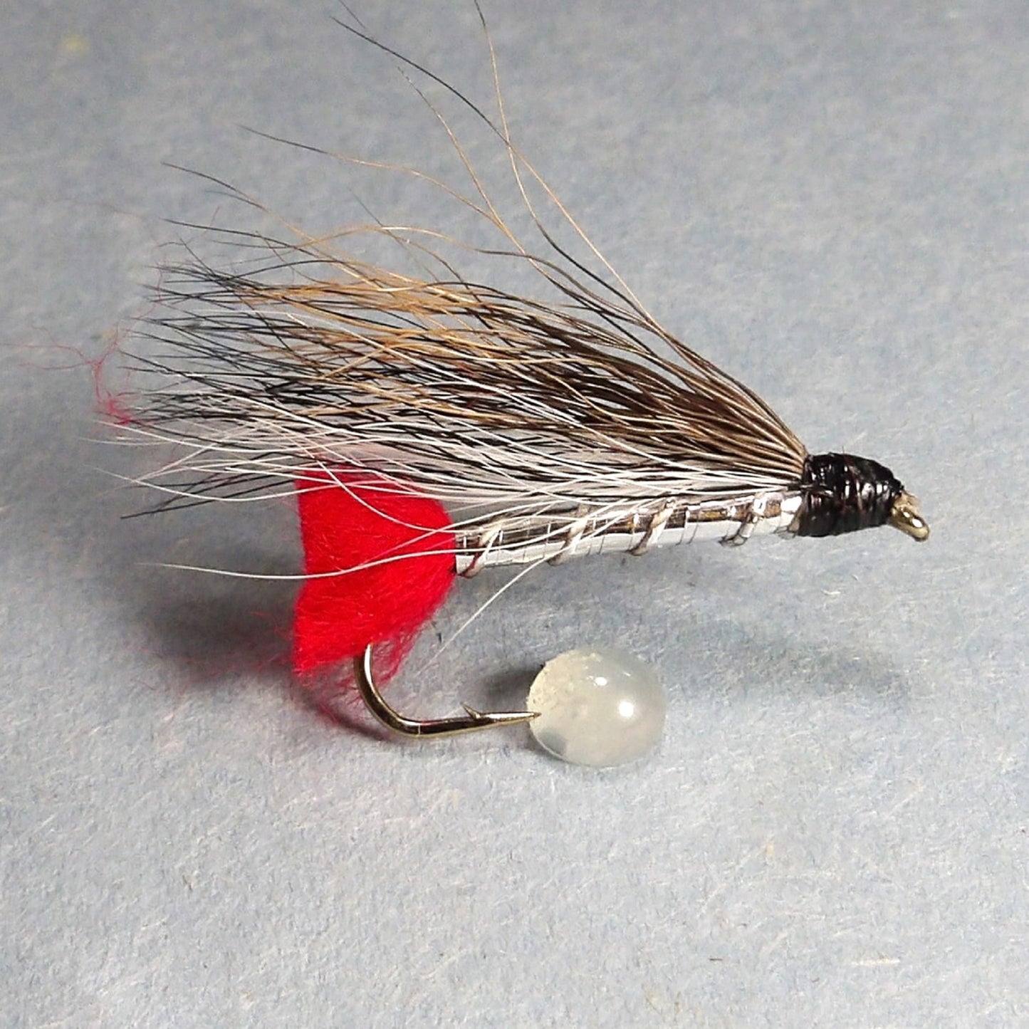 Black Nose Dace