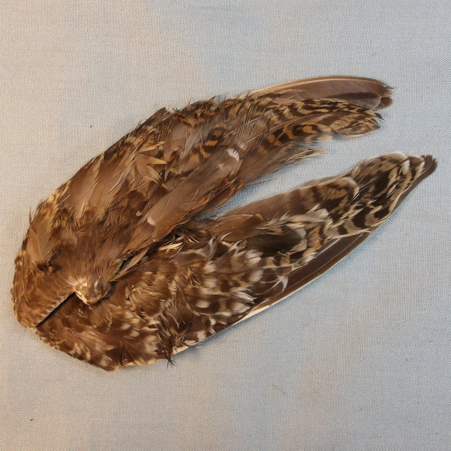 Snipe Wing Pair # 2 grade
