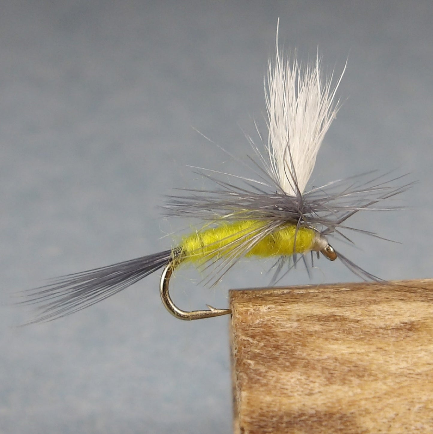 Sulpher Yellow Parachute