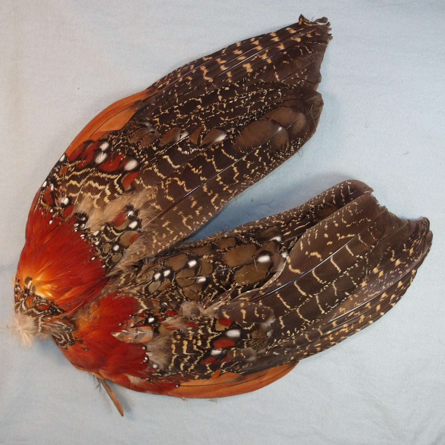 Tragopan Wings