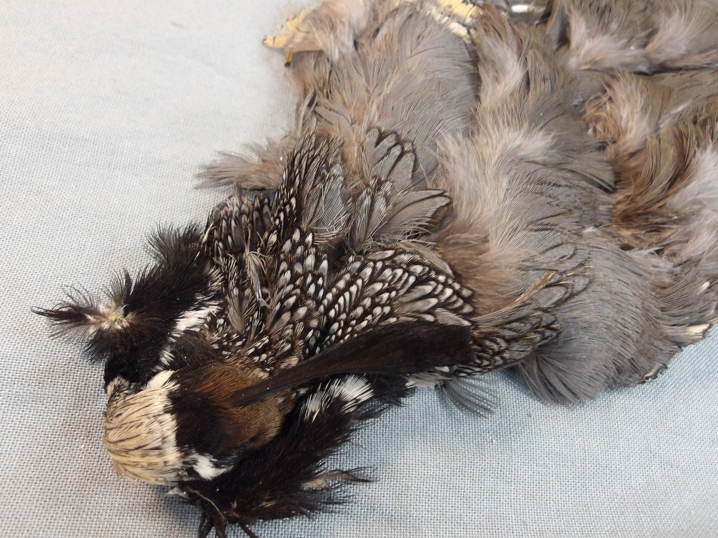 Valley Quail Skin