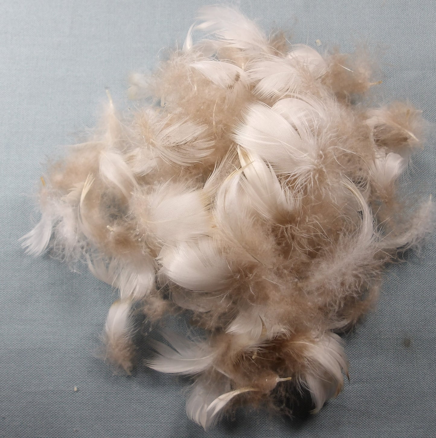 Wigeon Breast Plumage