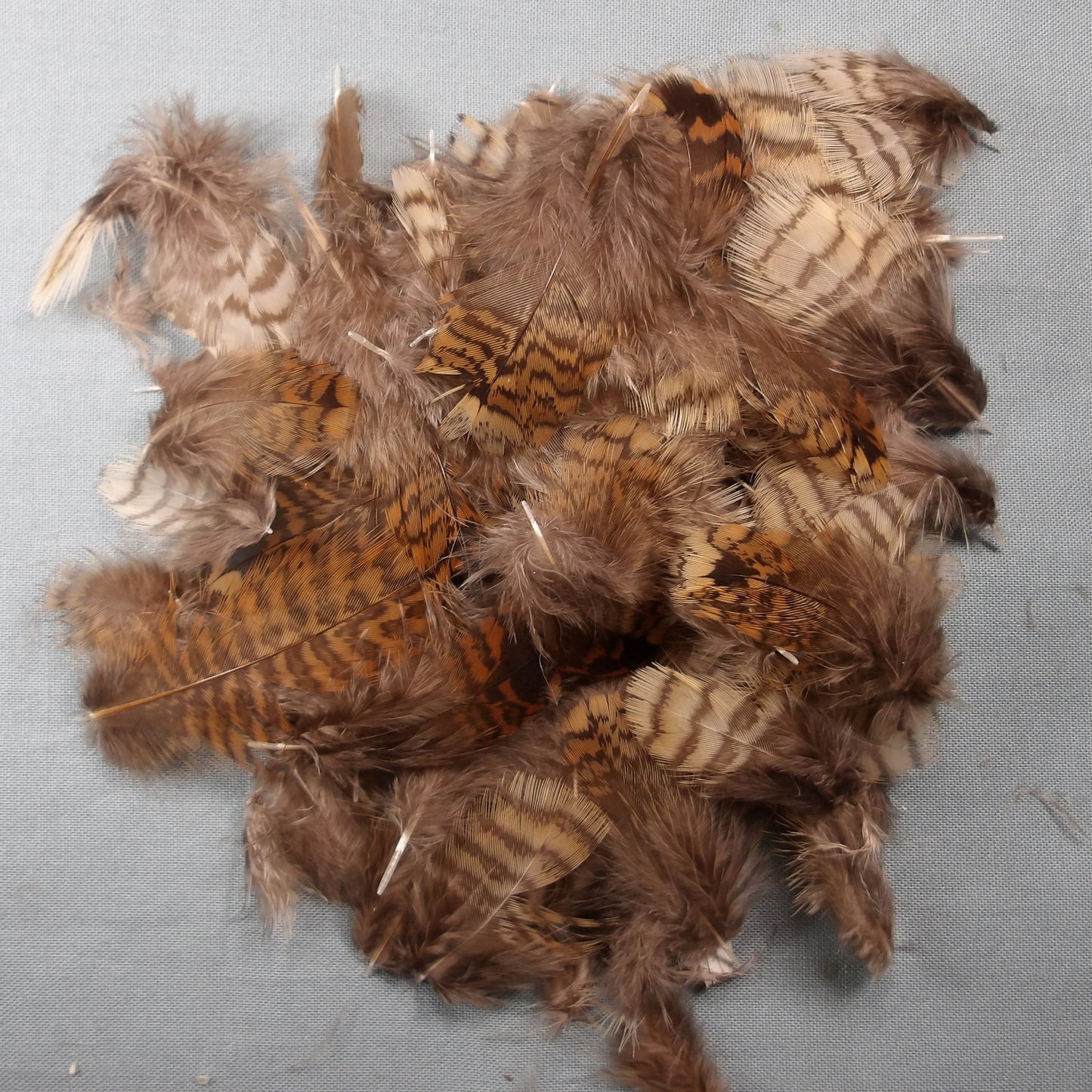 Woodcock Body Plumage