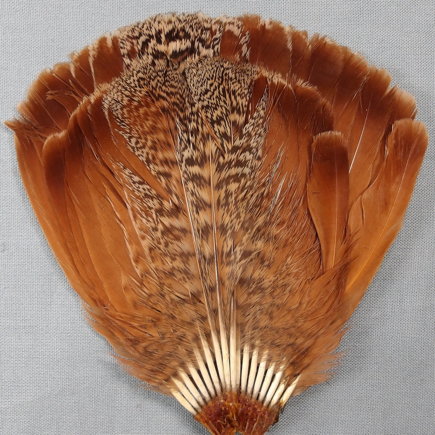 English Partidge Complete Tail