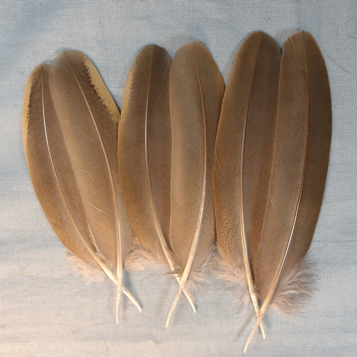 French Partridge Wing Quills
