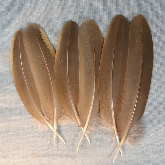 French Partridge Wing Quills