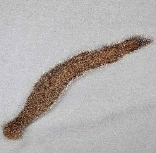 Grey Squirrel Tail
