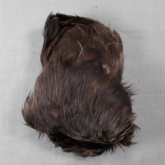 Jackdaw Scalp