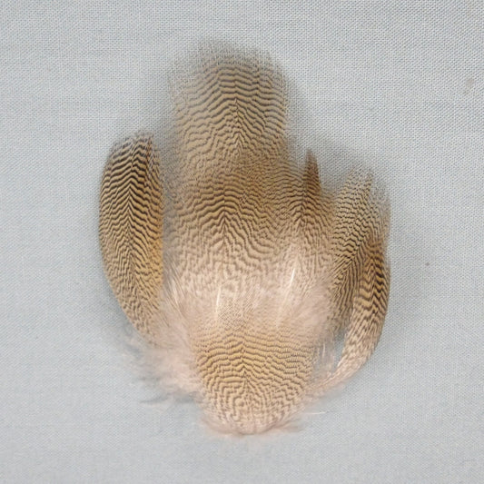 Wood Duck Lemon Barred Flanks