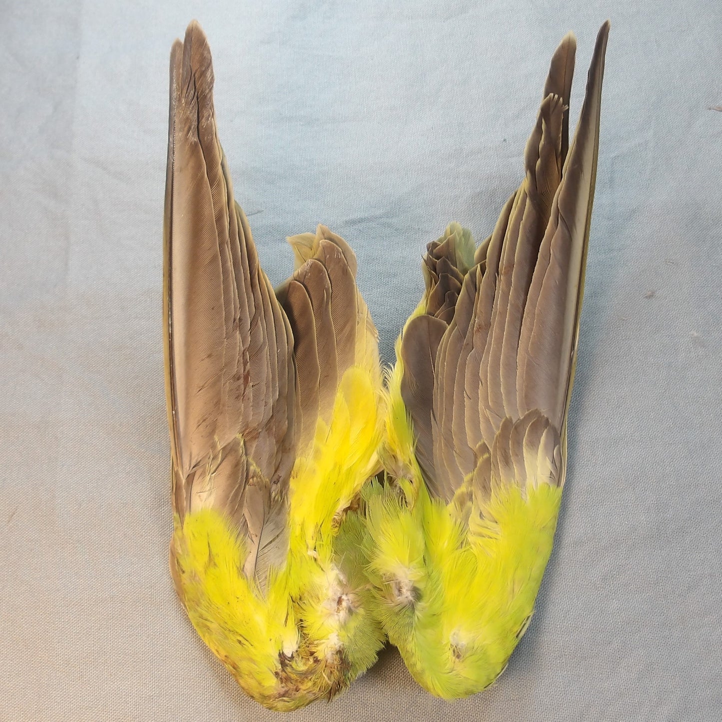 Green Parakeet Wings