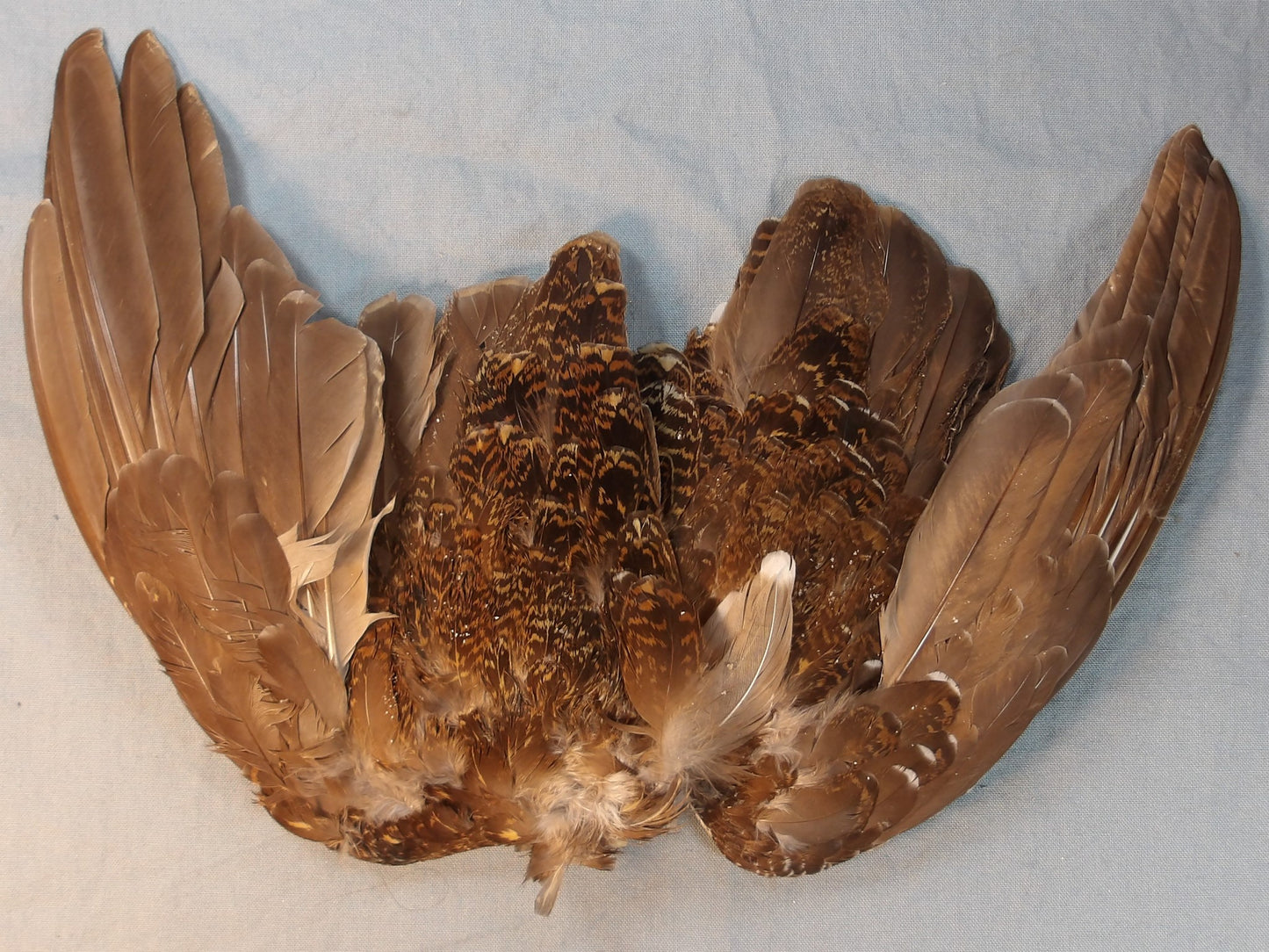 Red Grouse Wing Pair
