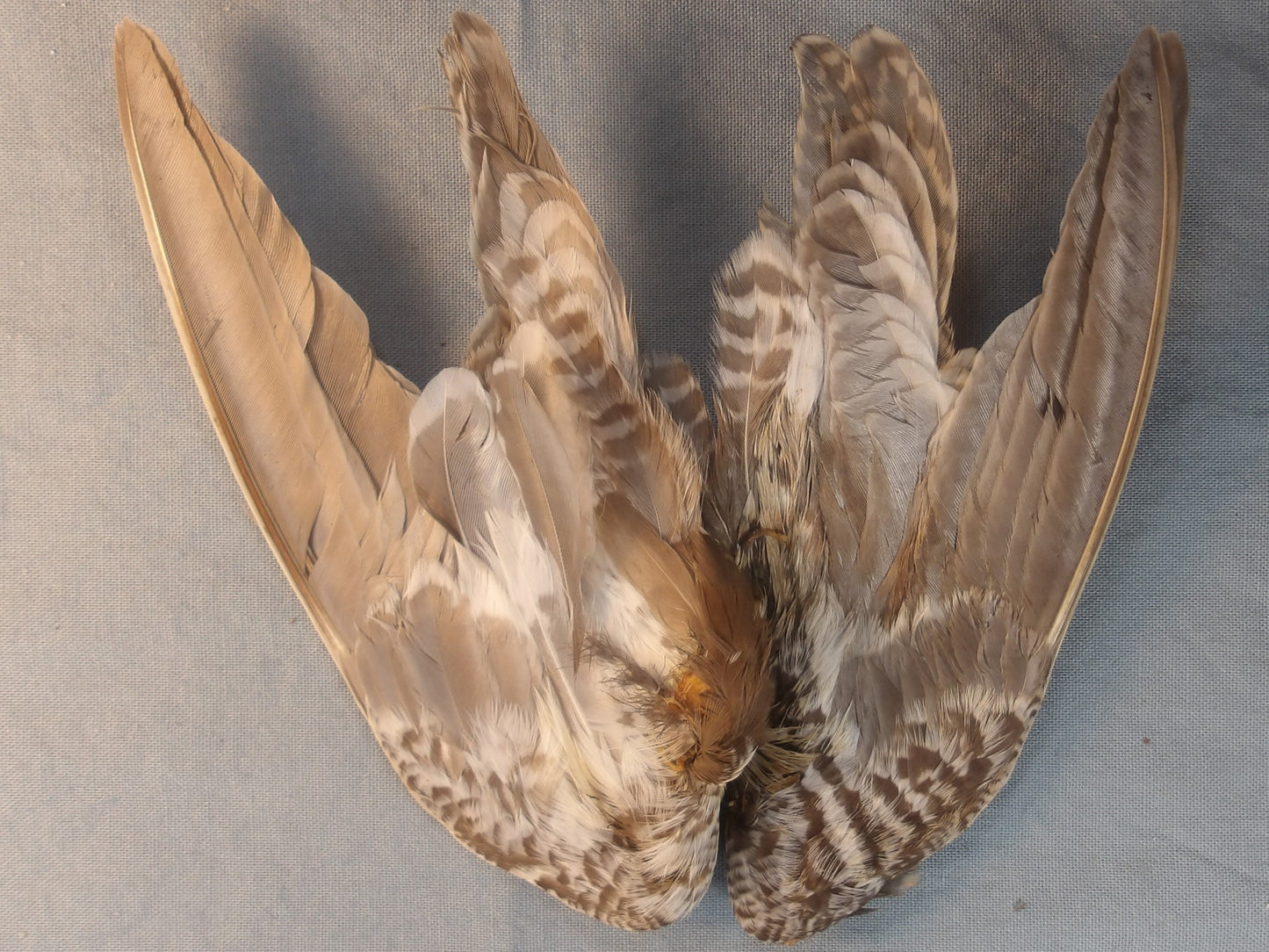 Snipe Wing Pair From FlyWaxx